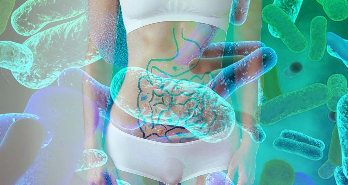 El descubrimiento sobre la microbiota intestinal que explica por qué algunas personas no engordan aunque coman de todo El descubrimiento sobre la microbiota intestinal que explica por qué algunas personas no engordan aunque coman de todo