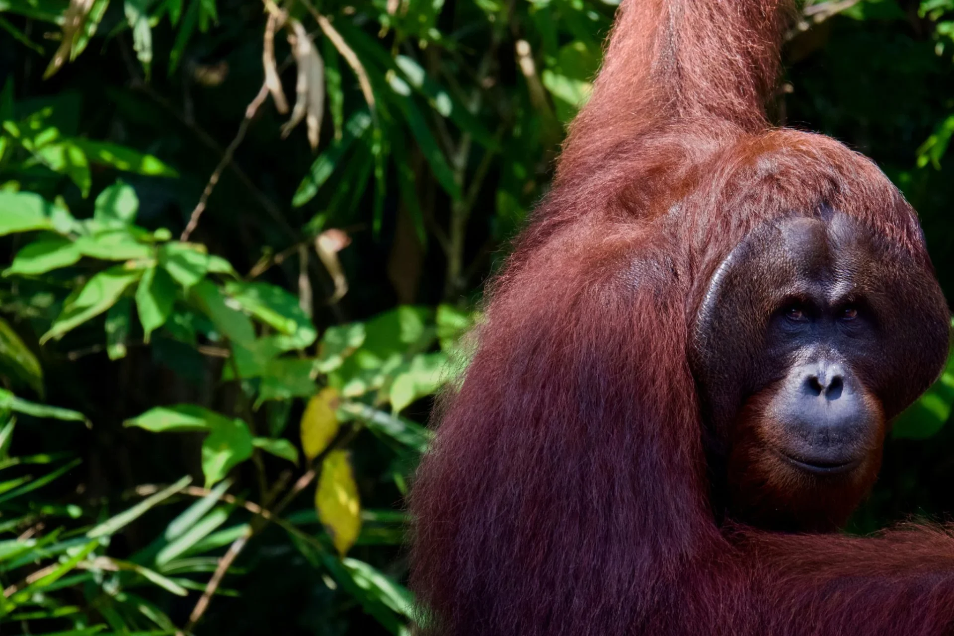 orangutan-tapanuli-crisis-climatica-muer-portada orangután Tapanuli crisis climática