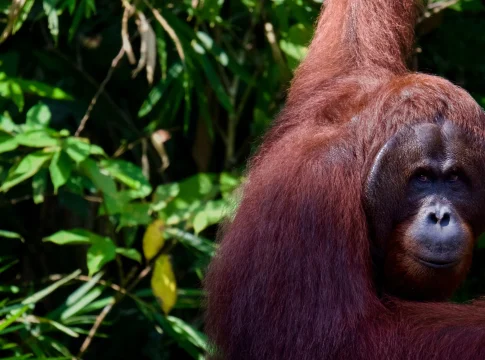 orangutan-tapanuli-crisis-climatica-muer-portada orangután Tapanuli crisis climática