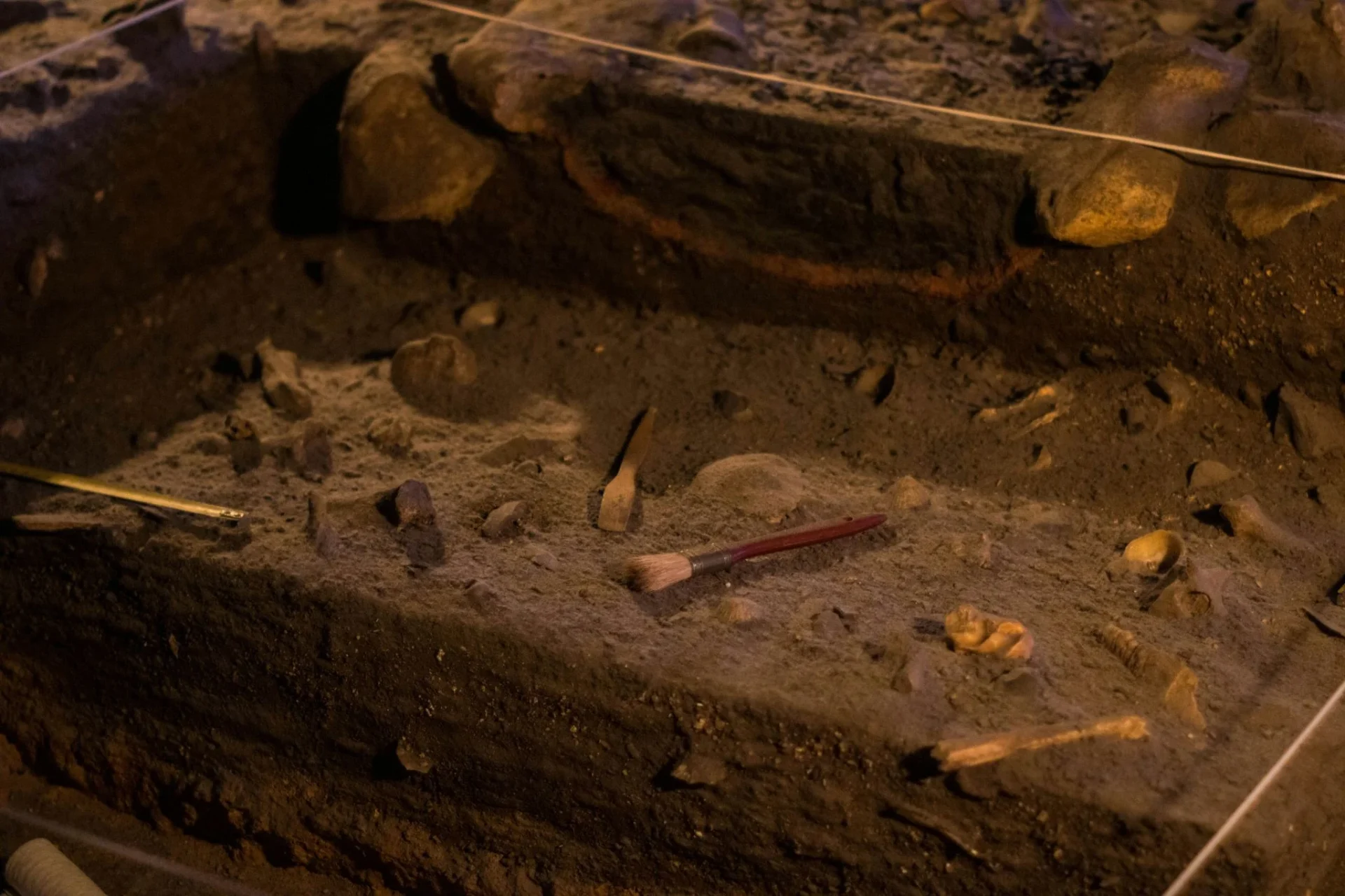 perdida-diversidad-genetica-ga-fosiles-120000-anos-1 fósiles 120.000 años