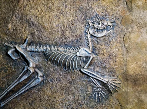 perdida-diversidad-genetica-gamos-europe-portada pérdida diversidad genética gamos