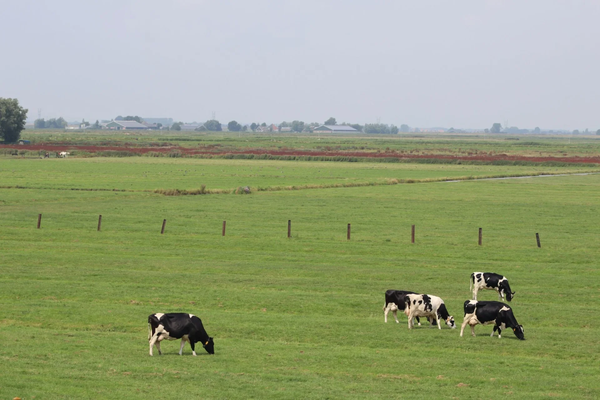 peter-thiel-invierte-220m-halter-vacas-portada Peter Thiel Halter vacas inteligentes