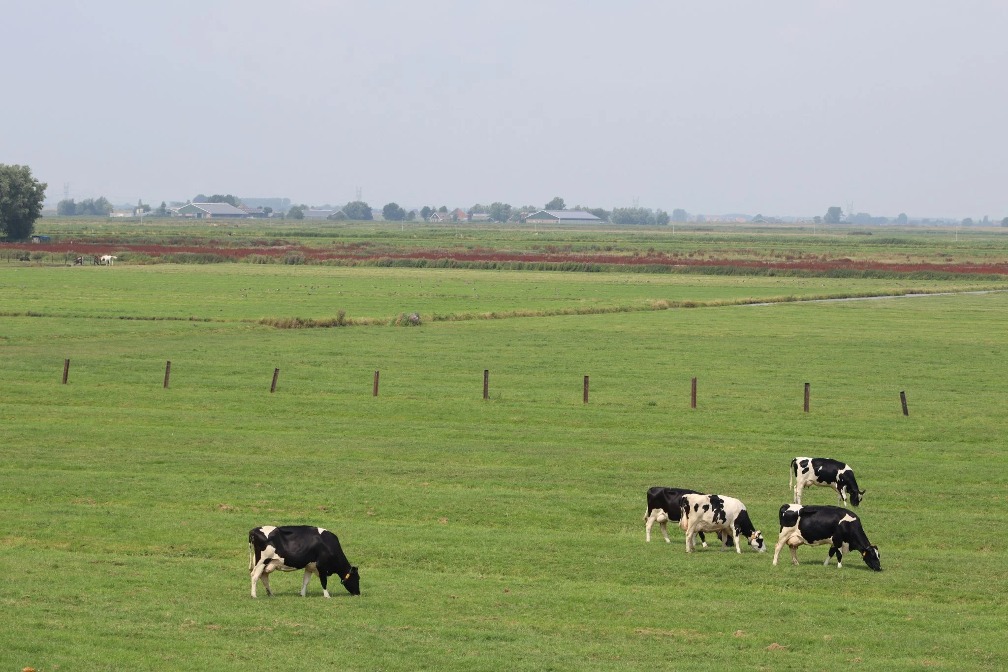 Peter Thiel Halter vacas inteligentes