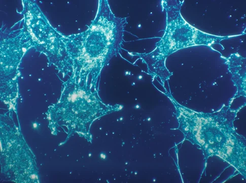 tamano-celular-ferroptosis-estudio-elife-portada ferroptosis tamaño celular