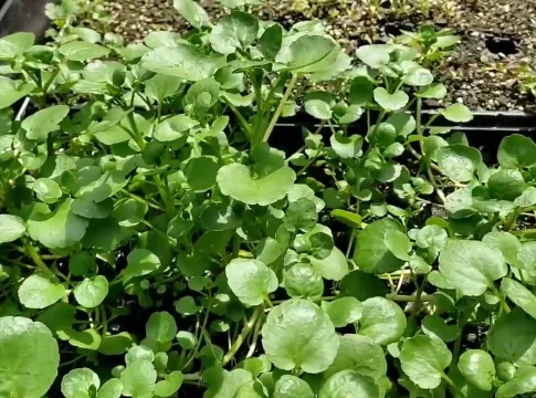 Berros Berros