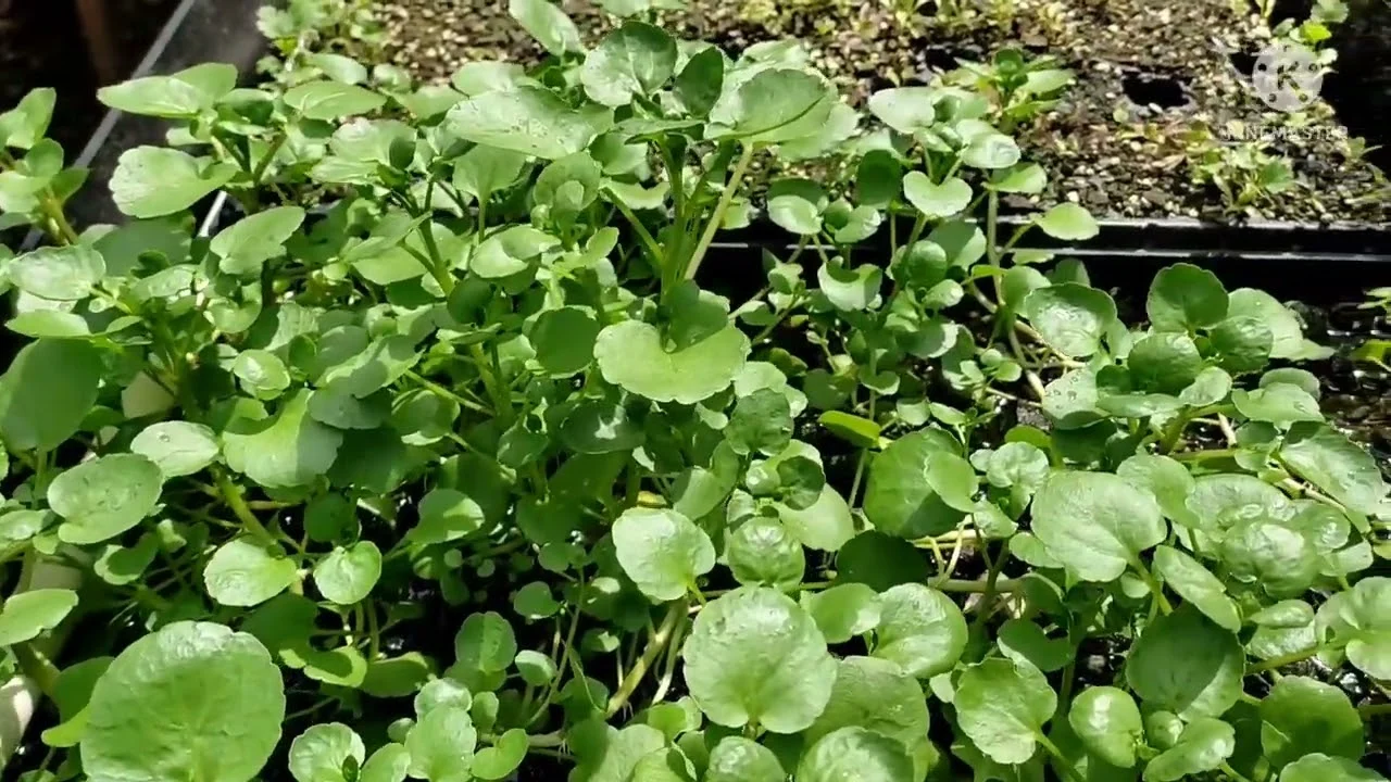 Berros