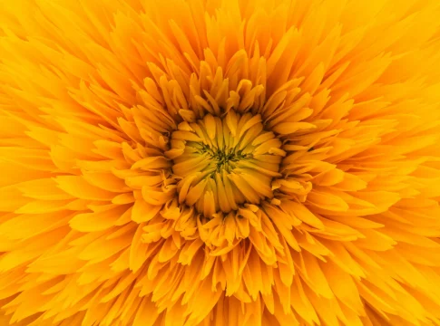 calendulas-superalimento-fibra-marigolds-1 marigolds