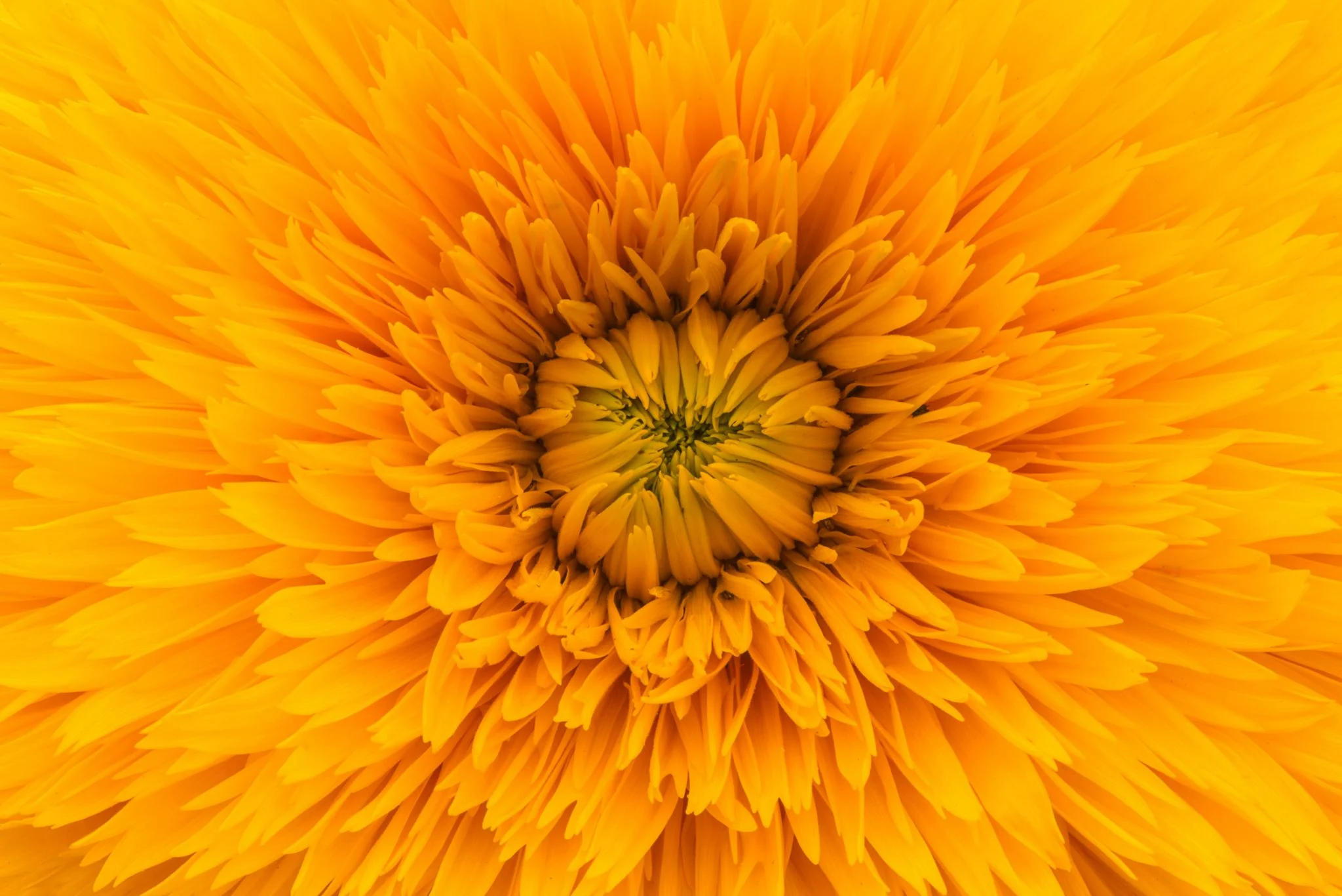 marigolds