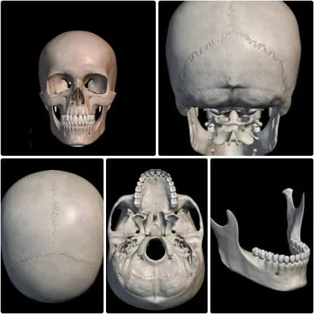 El apuñalamiento más antiguo: un cráneo de Homo sapiens sobrevivió a una herida facial hace 145.000 años