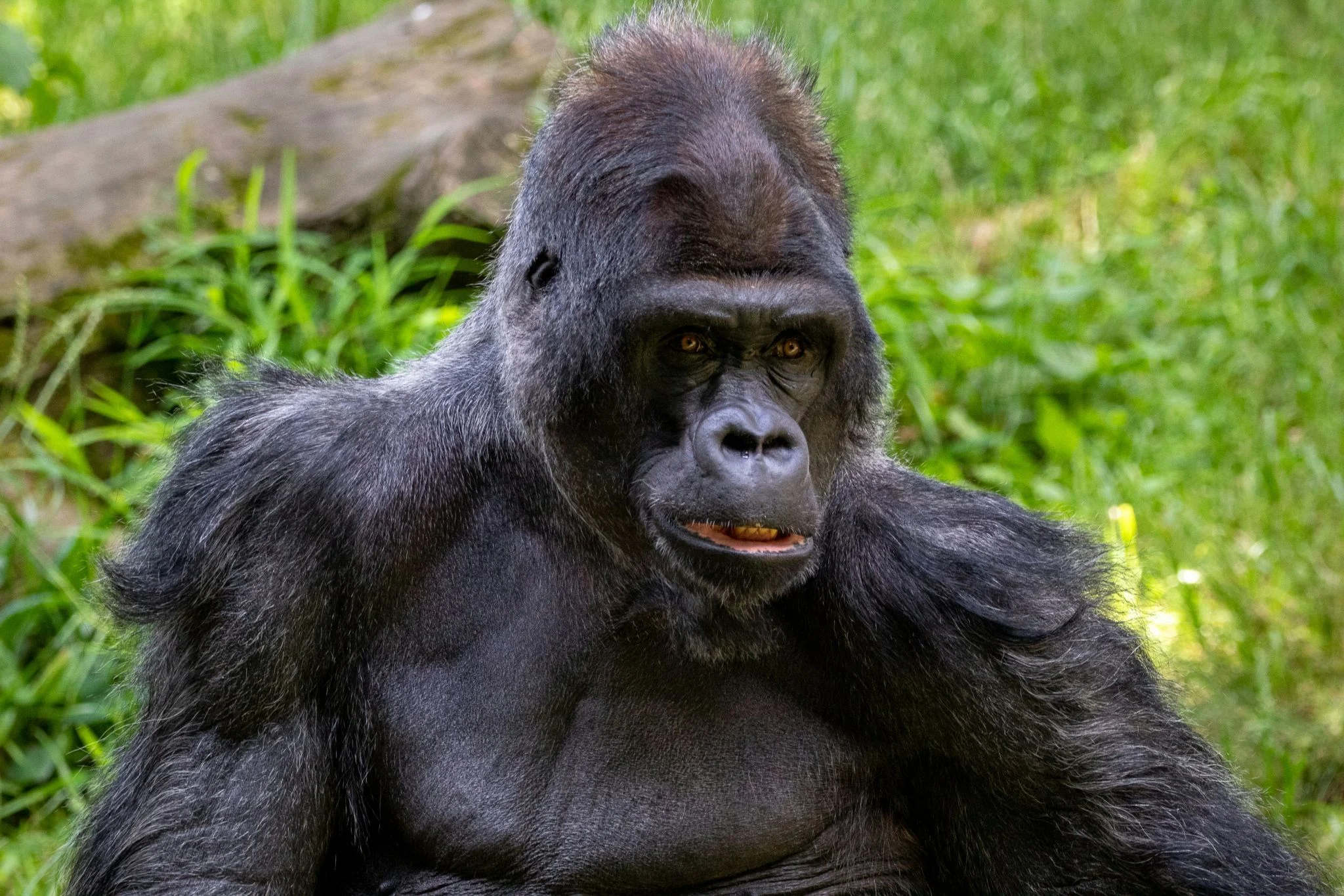 evolución gorilas espermatogénesis