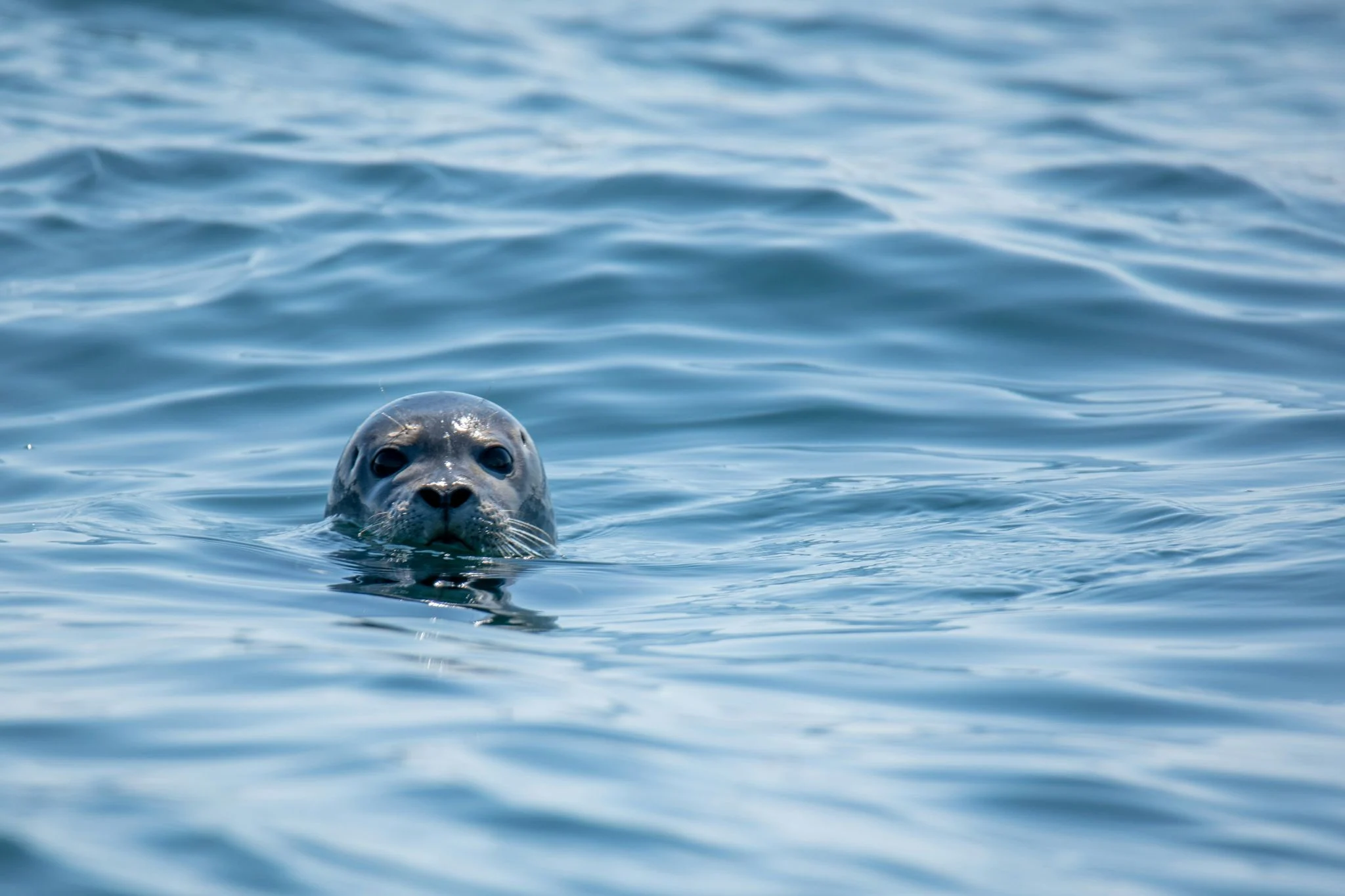 El secreto de la audición subacuática de las focas: un tejido lleno de sangre 1 Merca2 oído de foca