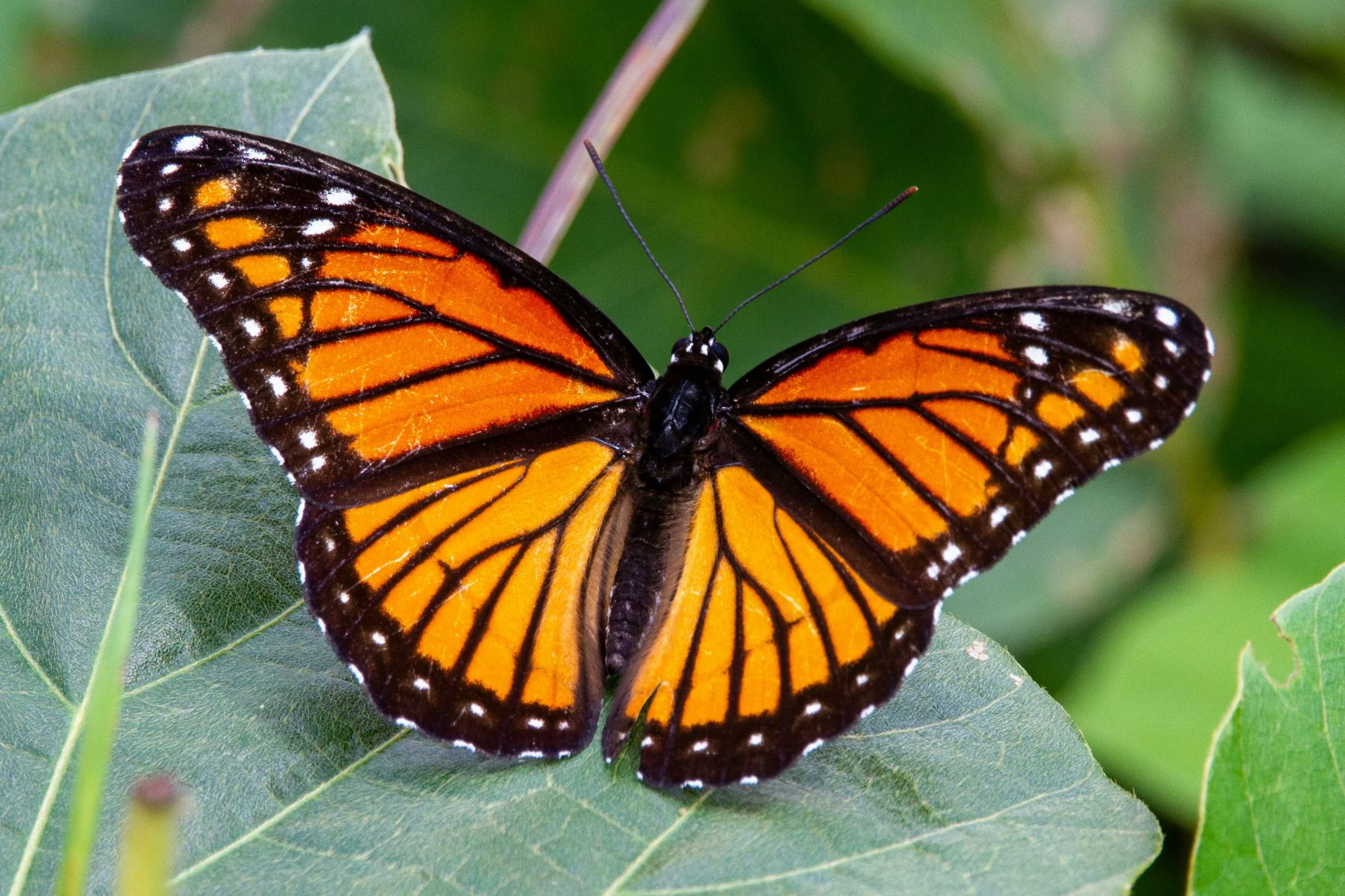 La longeva mariposa Heliconius: 25 veces más vida gracias a adaptaciones genéticas 1 Merca2 longevidad insectos