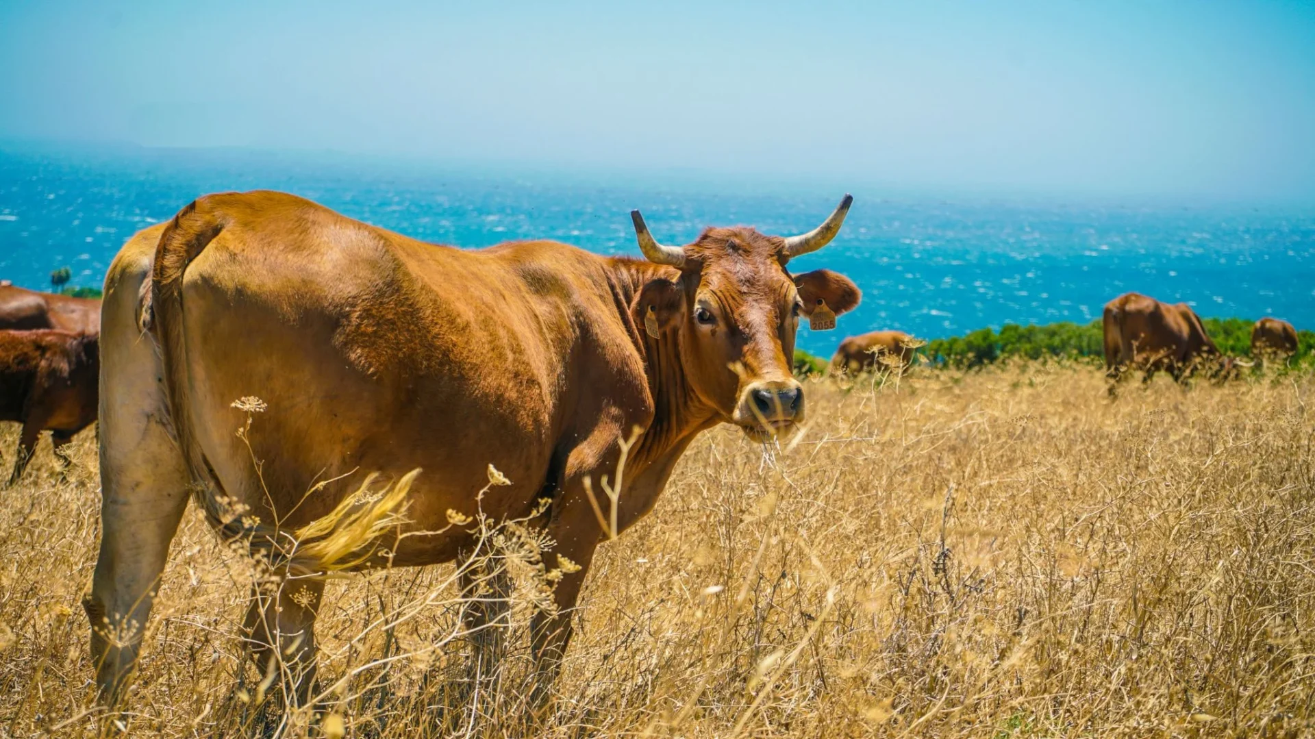 nestle-agricultura-regenerativ-inversion-agricultur-1 inversión agricultura sostenible