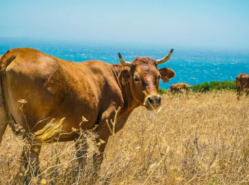 nestle-agricultura-regenerativ-inversion-agricultur-1 inversión agricultura sostenible