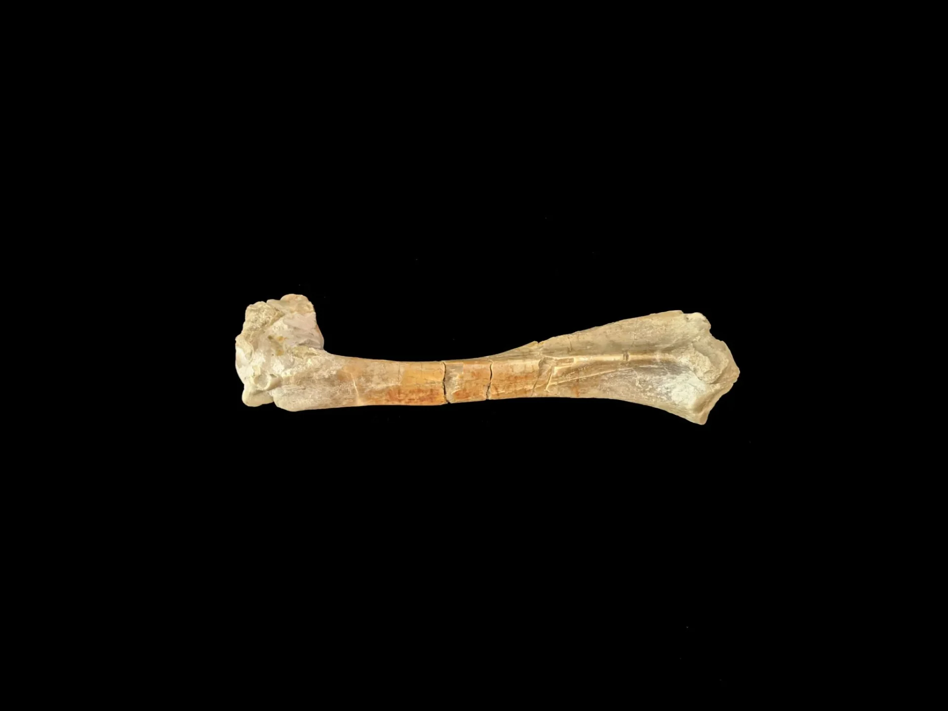 nuevo-dinosaurio-tailandia-ura-uragasaurus-1 Uragasaurus