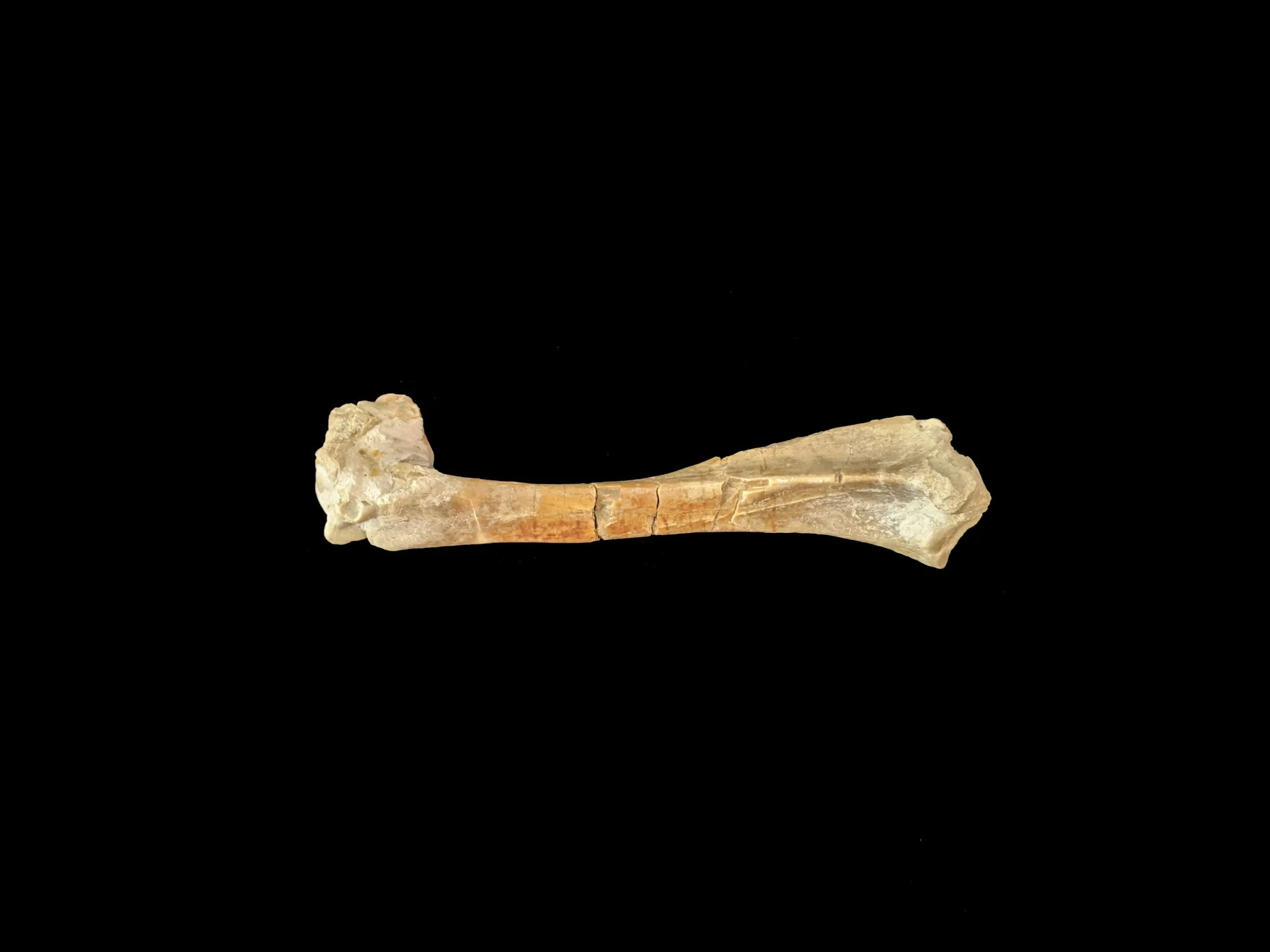 Hallado en Tailandia un nuevo dinosaurio de cuello largo: Uragasaurus kalasinensis 1 Merca2 Uragasaurus