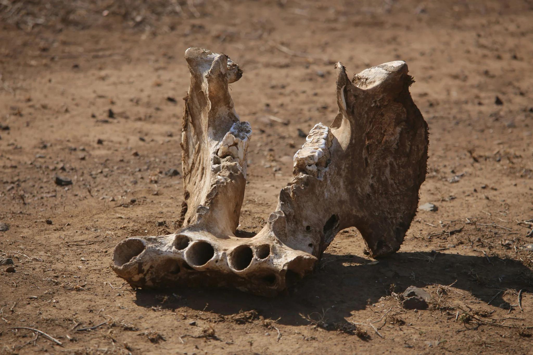 Descubren en Zimbabue un nuevo dinosaurio sauropodomorfo del Triásico Superior, el quinto del país 1 Merca2 Musango matusadonaensis