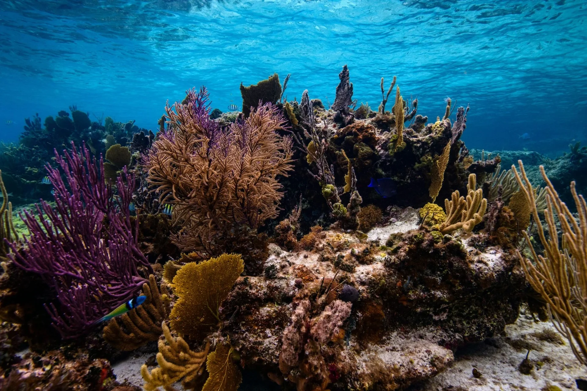 oscilaciones-climaticas-arrecifes-coral-portada oscilaciones climáticas arrecifes coral