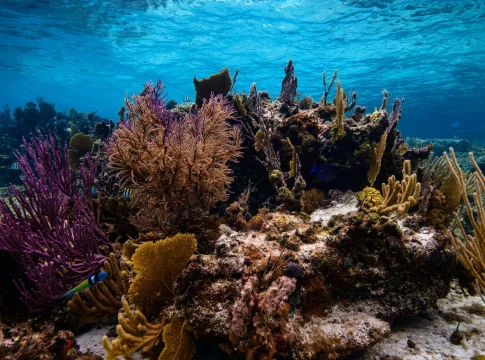 oscilaciones-climaticas-arrecifes-coral-portada oscilaciones climáticas arrecifes coral