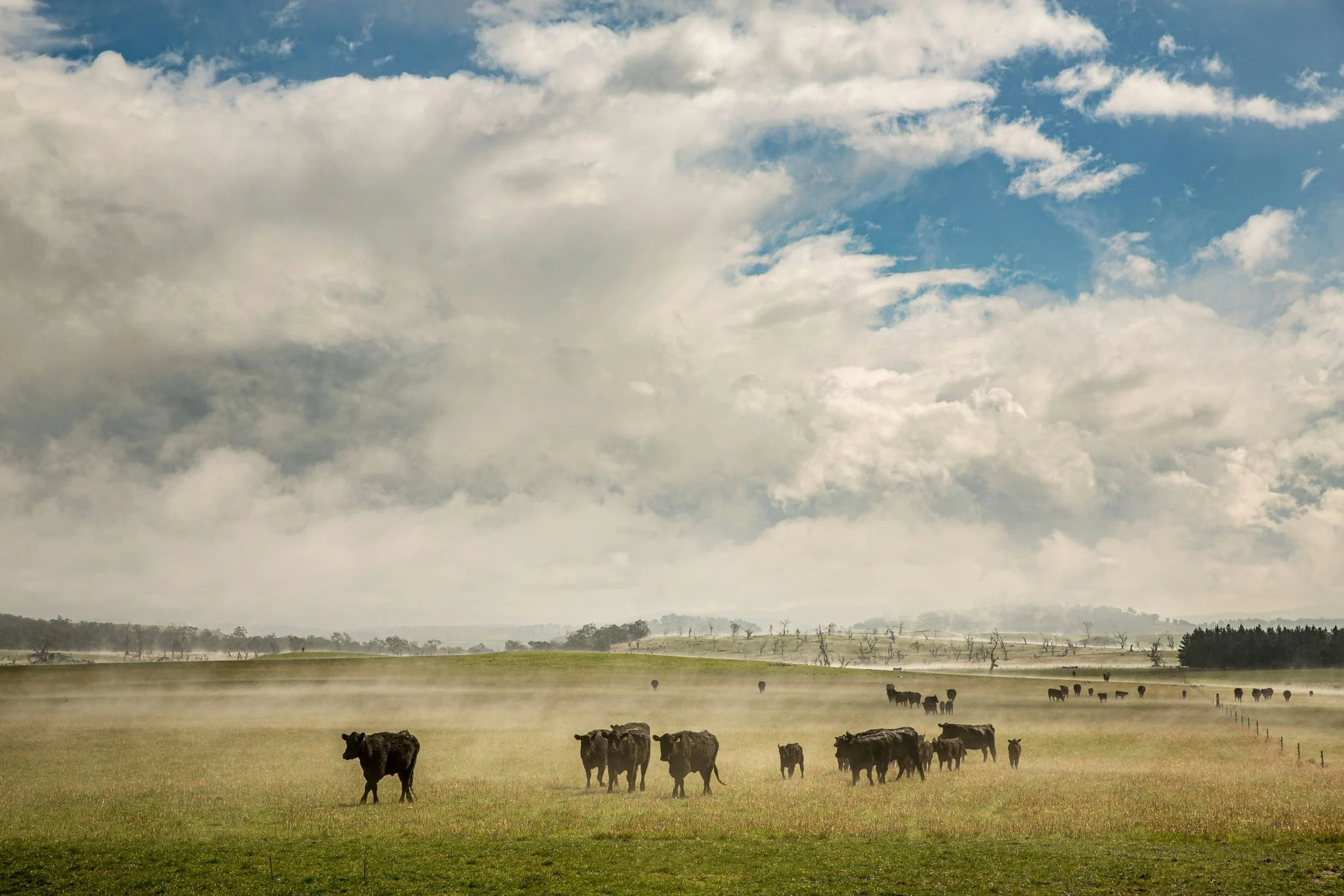 Coag alerta de desplome en el precio carne vacuno por el Mercosur: qué esperar en carnicerías 1 Merca2 Mercosur