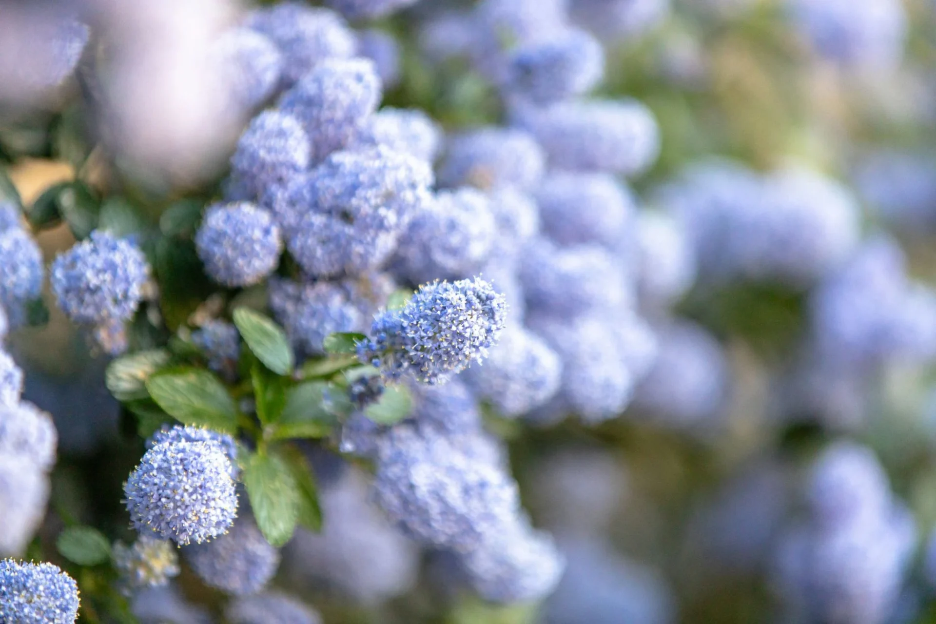 pruina-arandanos-frescura-natural-portada pruina arándanos