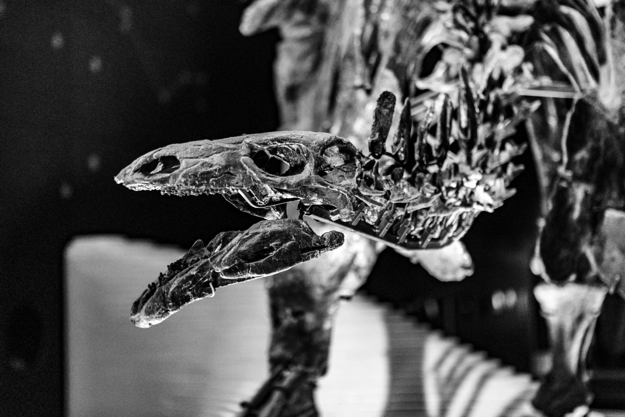 Romanos coleccionistas de monstruos marinos: el hallazgo que reescribe la historia de la zoología antigua 1 Merca2 criaturas marinas antigua Roma