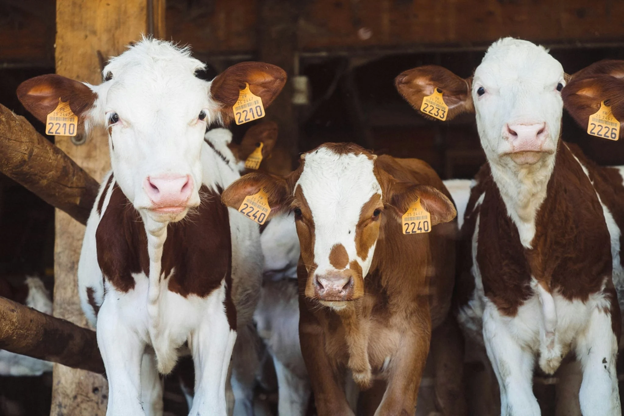 La producción de leche cae por ola de calor y anticipa una subida de precio 1 Merca2 ola de calor