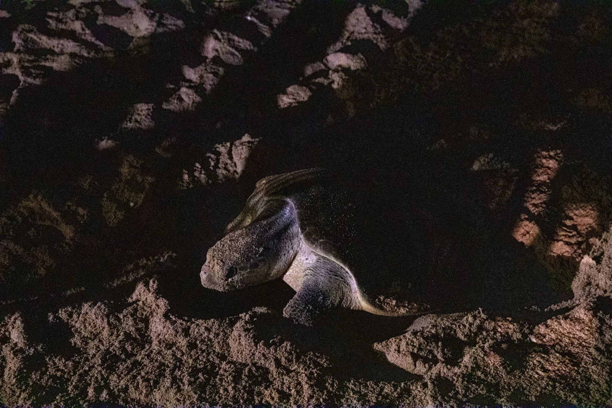 Tyrannosaurus rex reproducción
