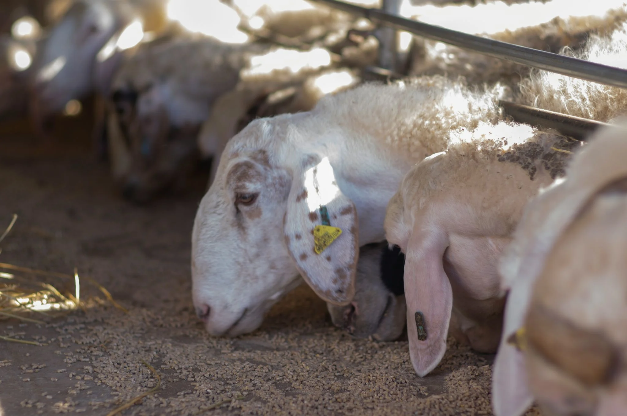Científicos mantienen feto de oveja 21 días en útero artificial líquido y la cría sobrevive un año 1 Merca2 placenta artificial