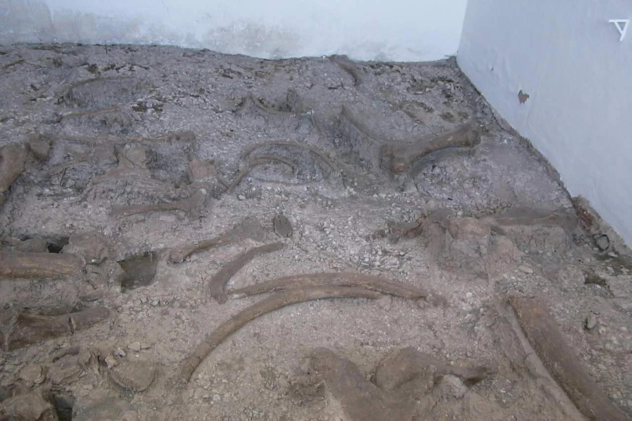 Yacimiento de Torralba Yacimiento de Torralba en Soria