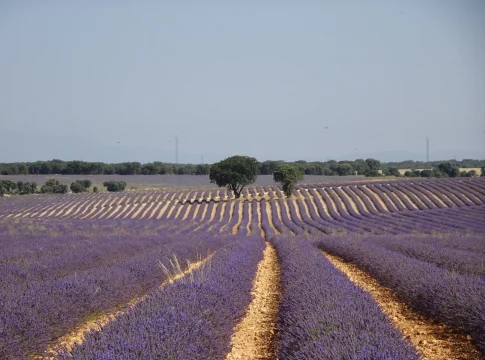 Brihuega y sus campos de lavanda, el plan de fin de semana a menos de 100 kilómetros de Madrid Brihuega y sus campos de lavanda, el plan de fin de semana a menos de 100 kilómetros de Madrid