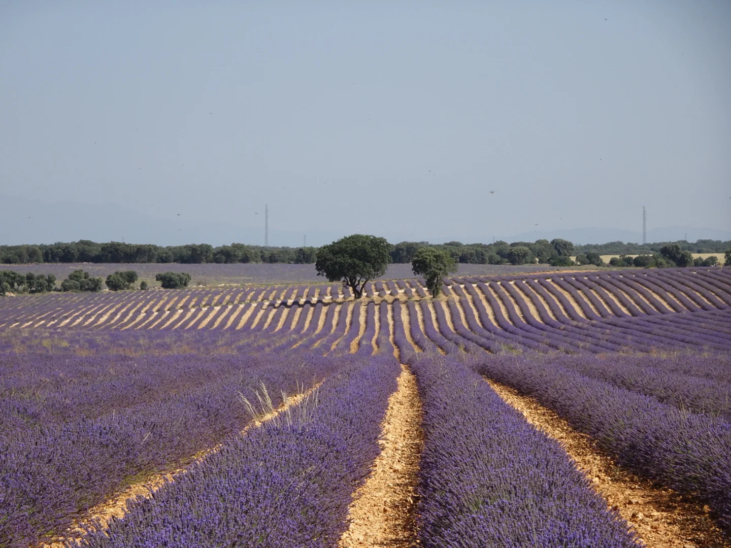 Brihuega y sus campos de lavanda, el plan de fin de semana a menos de 100 kilómetros de Madrid Brihuega y sus campos de lavanda, el plan de fin de semana a menos de 100 kilómetros de Madrid