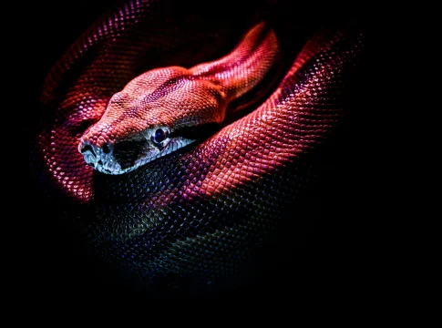 antidoto-veneno-serpiente-bothrops-portada antídoto veneno serpiente