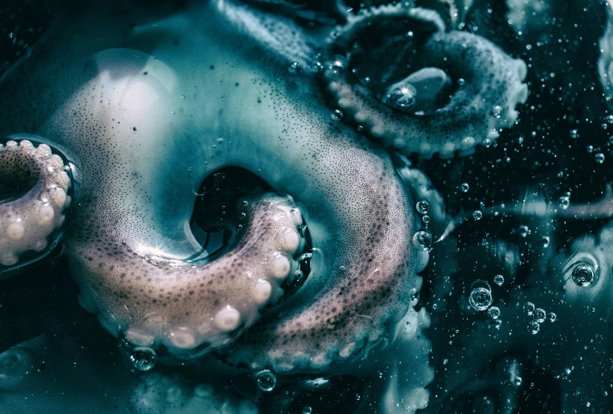Beneficios del pulpo: la proteína magra del mar con hierro y vitamina B12 para tu energía diaria 1 Merca2 pulpo proteína