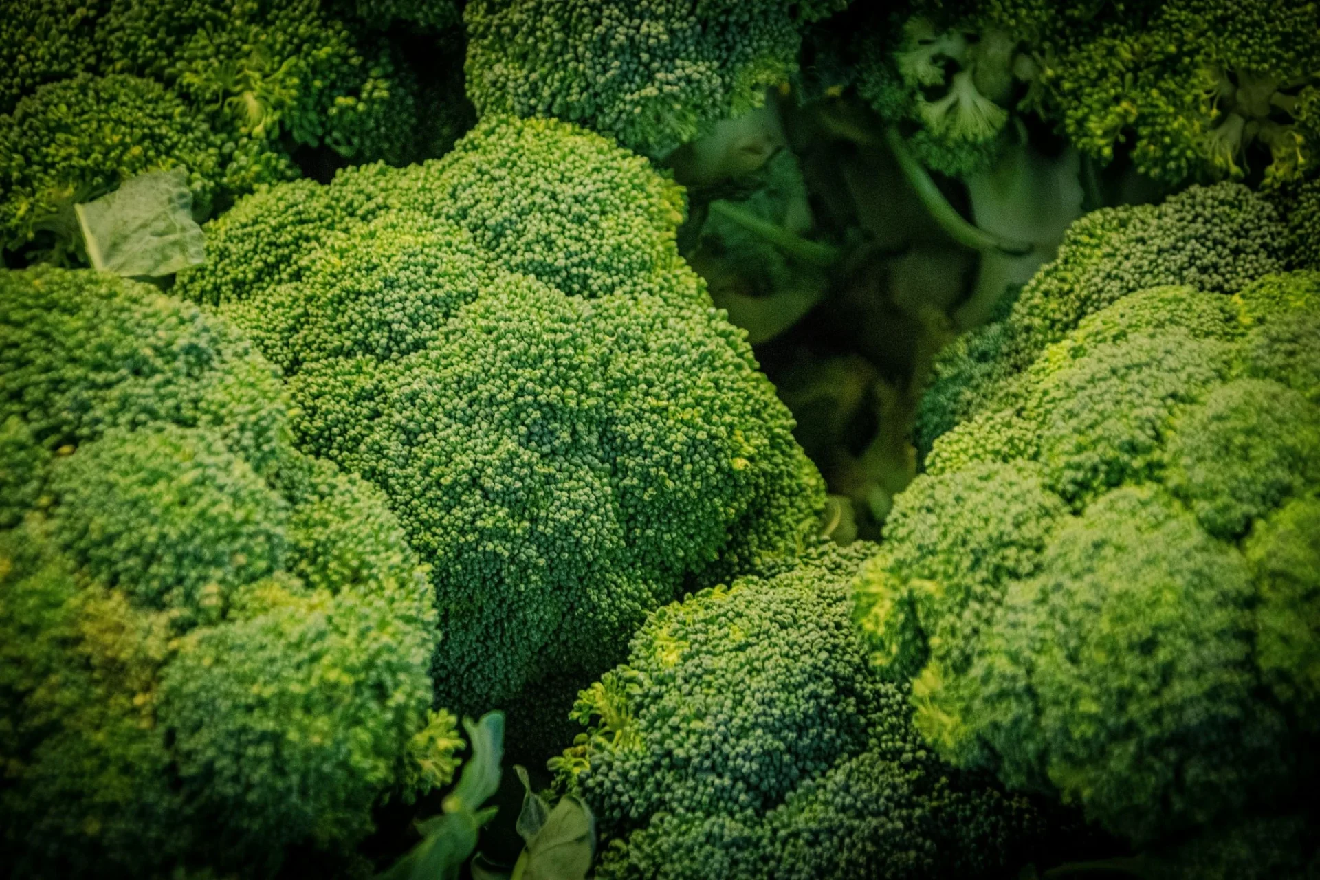 brotes-de-brocoli-glucorafanina-defensa-portada brotes de brócoli
