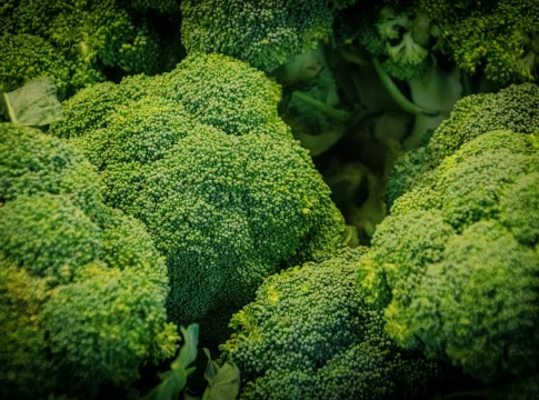 brotes-de-brocoli-glucorafanina-defensa-portada brotes de brócoli