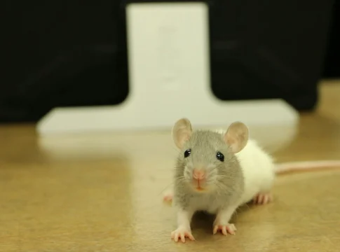 clones-ratones-hembra-cromosoma-y-crispr-portada clones ratones hembra