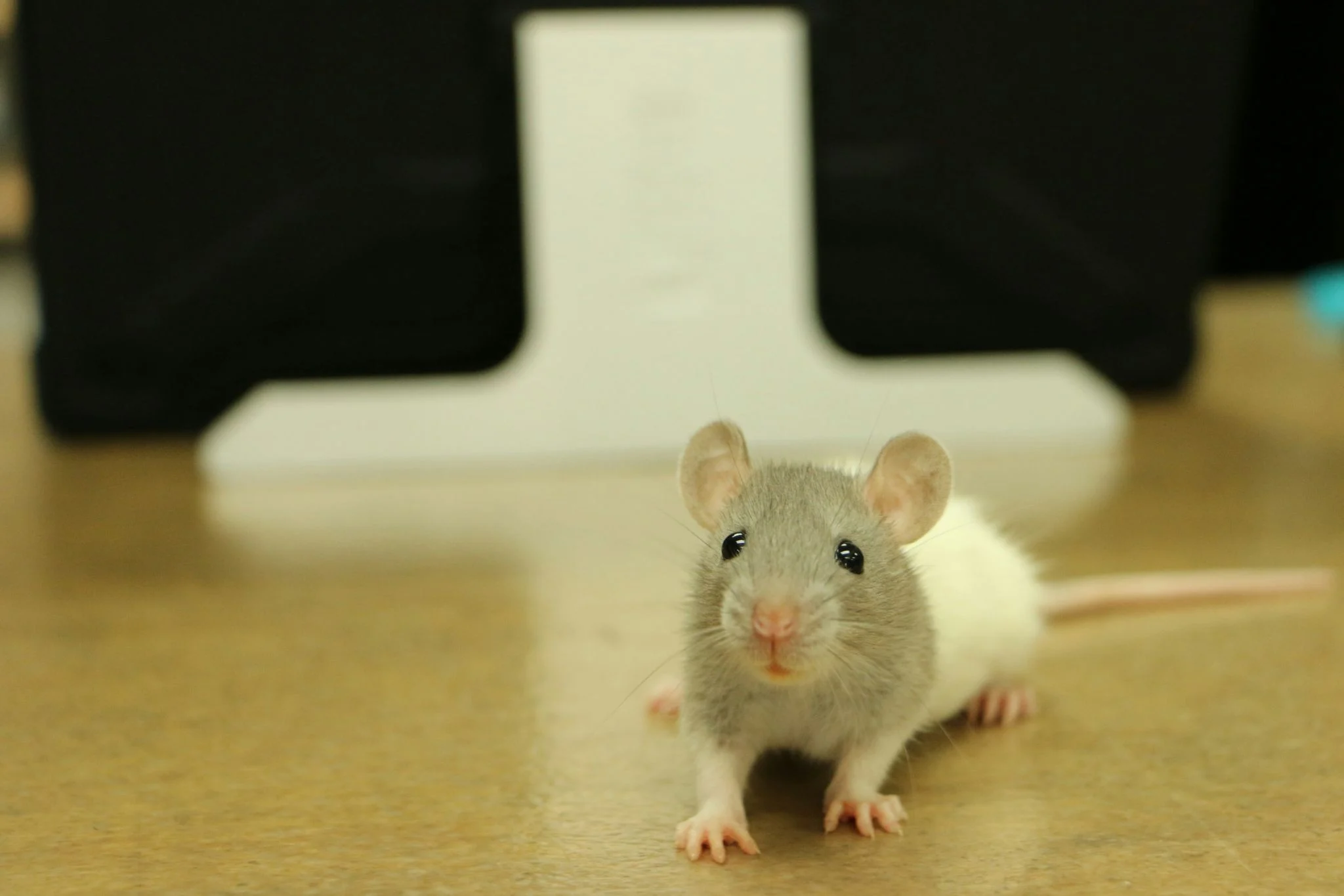 clones ratones hembra