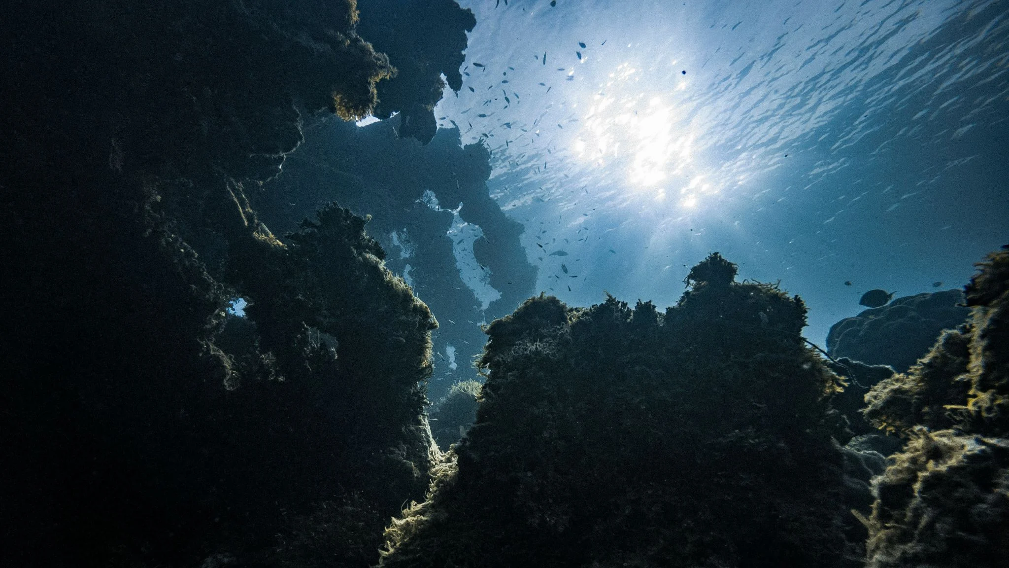 Los corales y el cambio climático: sus diminutos vórtices para oxigenarse fallan si el mar se calienta 1 Merca2 vórtices en corales