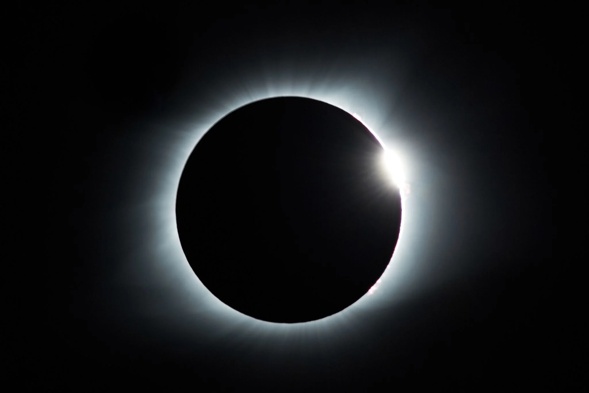 eclipse solar animales