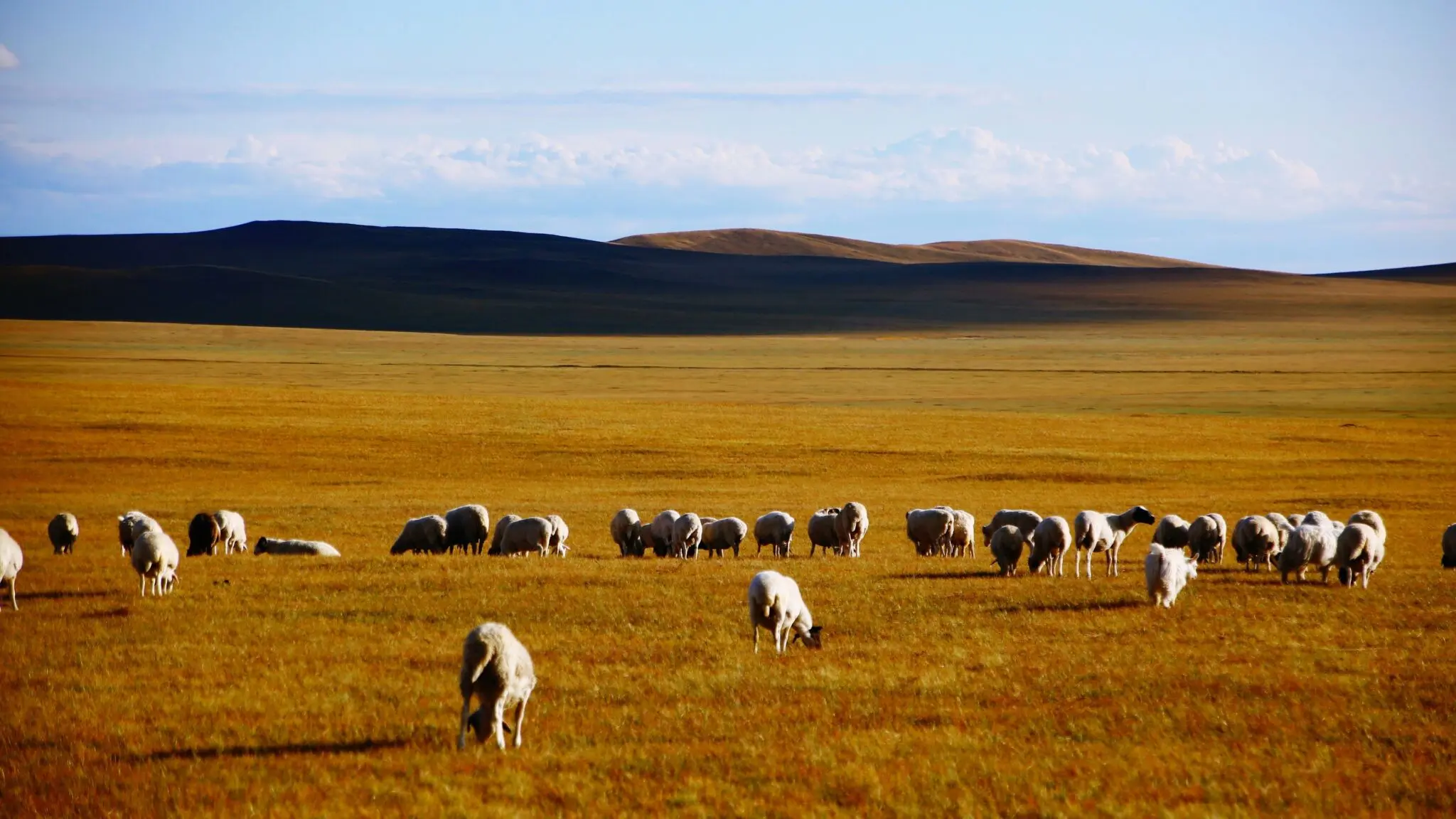 El GEF propone 140 millones de dólares para resiliencia a la sequía en regiones pastoriles 1 Merca2 financiación climática