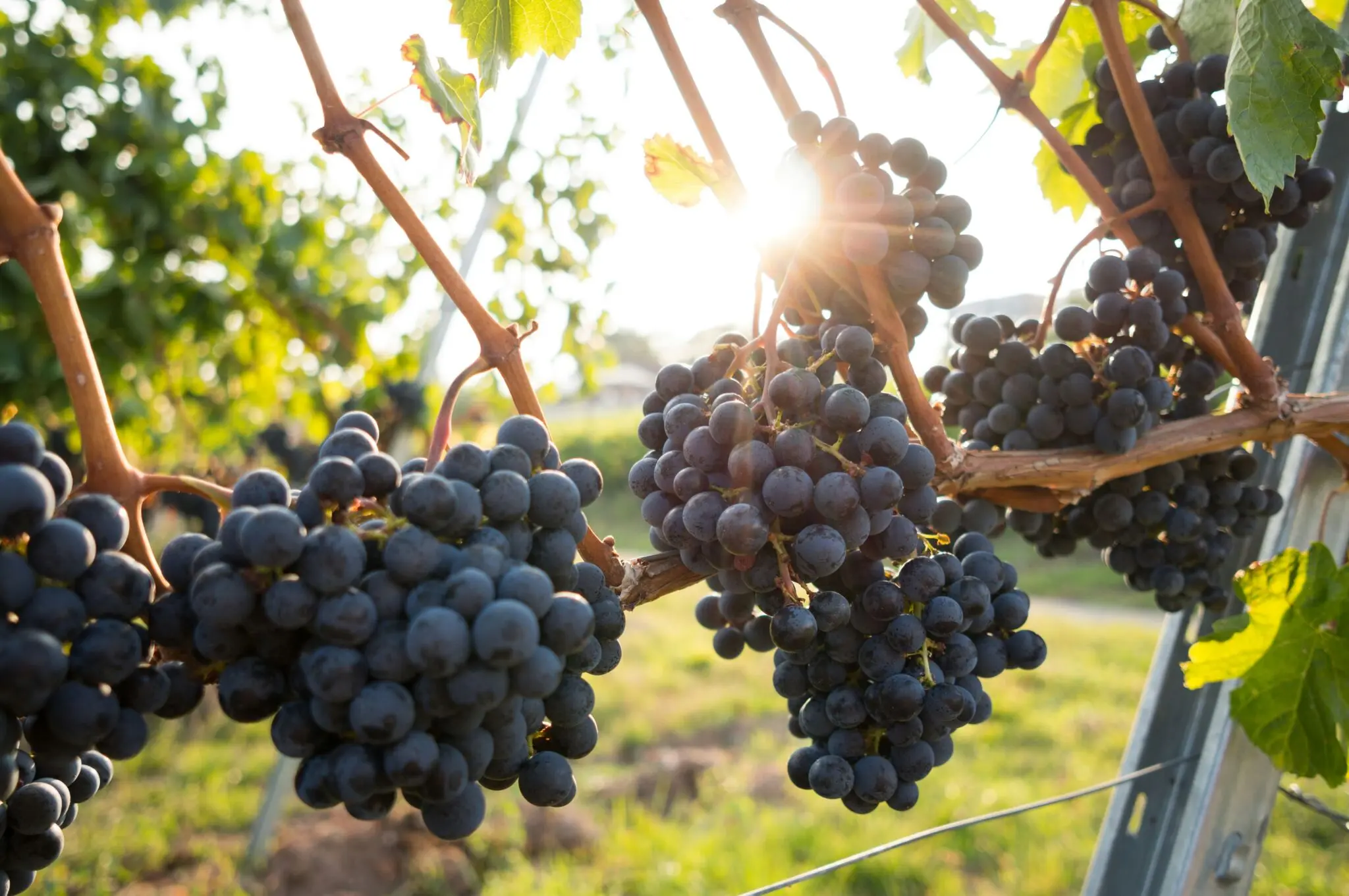 Ley de la Cadena Alimentaria vino