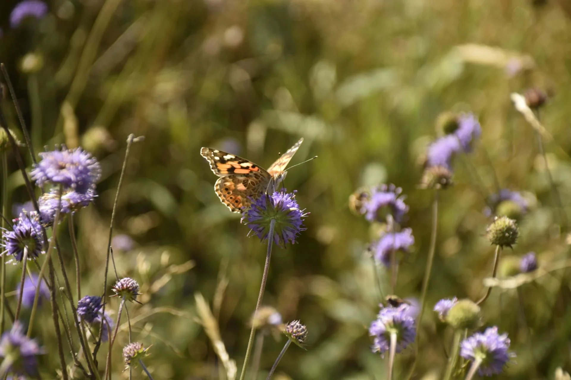 mariposas-cambio-climatico-amplian-distr-portada mariposas cambio climático