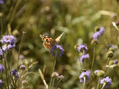 mariposas-cambio-climatico-amplian-distr-portada mariposas cambio climático