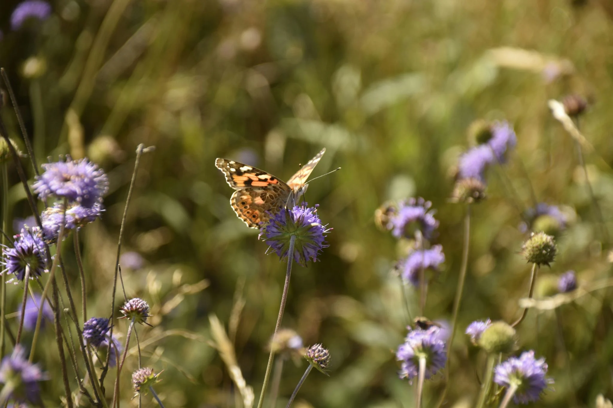 mariposas cambio climático