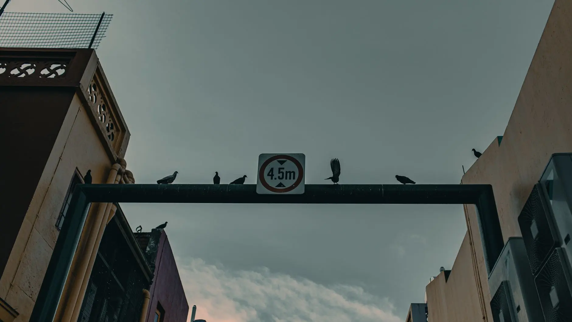 Señal de restricción de altura de tráfico con palomas sentadas en la parte superior en un entorno urbano.