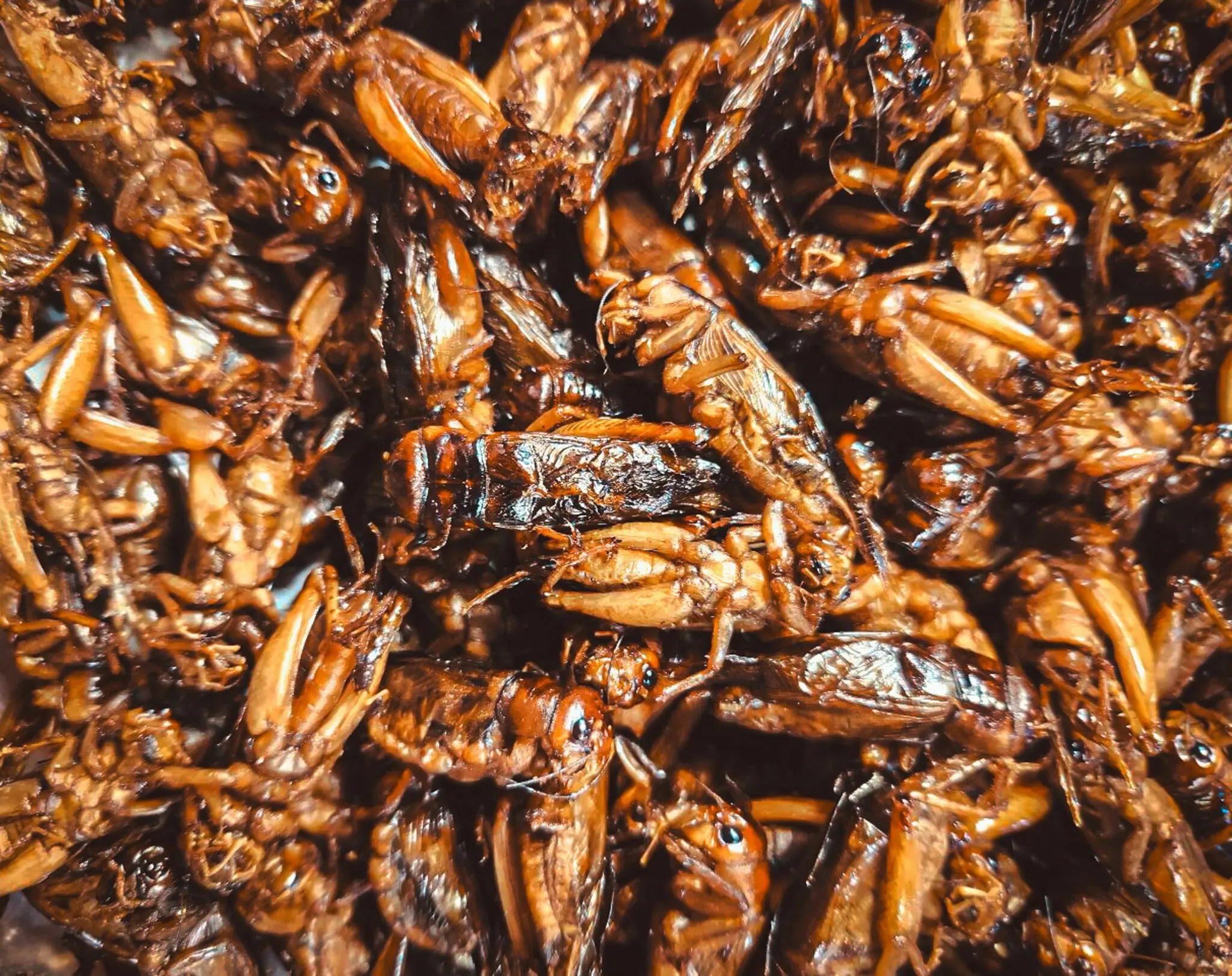 El snacks de insectos de Lidl: la proteína alternativa que ya está en el supermercado 1 Merca2 proteína de insectos