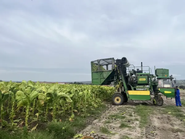 Así es el campo que mueve el 98% del tabaco español: de las tierras de Extremadura a las fábricas de Philip Morris 1 Merca2 Extremadura_Philip Morris