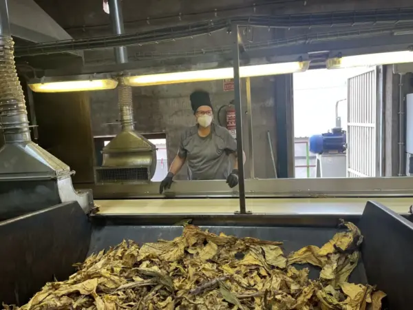 Así es el campo que mueve el 98% del tabaco español: de las tierras de Extremadura a las fábricas de Philip Morris 3 Merca2 Coolosar