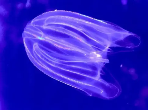 Medusas peine ctenóforos Medusas peine ctenóforos